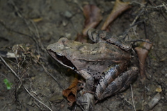 Rana macrocnemis