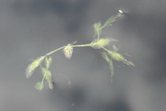 Lemna trisulca