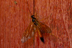 Opheltes glaucopterus