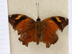 Doleschallia bisaltide