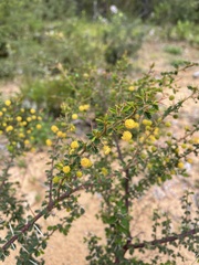 Acacia pulchella