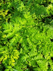 Anthriscus sylvestris