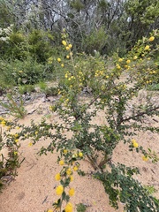 Acacia pulchella