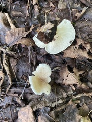 Ampulloclitocybe clavipes