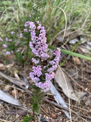 Erica mauritanica