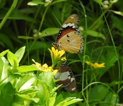 Hypolimnas misippus