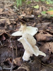 Ampulloclitocybe clavipes