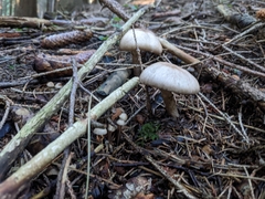 Collybiopsis peronata