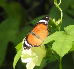 Hypolimnas misippus