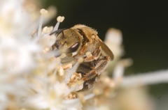 Halictus subauratus