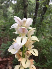 Govenia liliacea