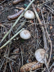 Collybiopsis peronata