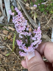 Erica mauritanica