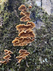 Stereum rugosum