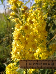 Solidago virgaurea virgaurea