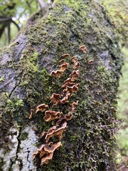 Stereum rugosum
