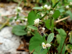 Eristalinus megacephalus