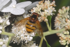 Volucella inanis