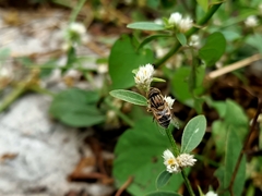 Eristalinus megacephalus
