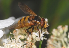 Volucella inanis
