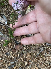 Erica mauritanica