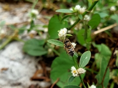 Eristalinus megacephalus