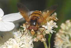 Volucella inanis
