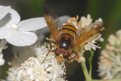Volucella inanis