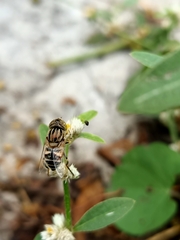 Eristalinus megacephalus