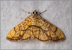 Haritalodes obliqualis