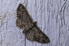 Eupithecia inturbata