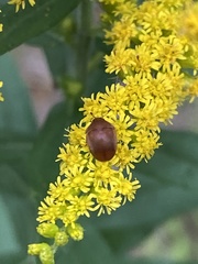 Cychramus luteus