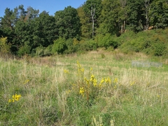 Solidago virgaurea virgaurea