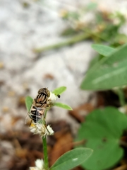 Eristalinus megacephalus