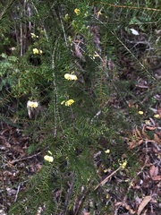 Dillwynia retorta