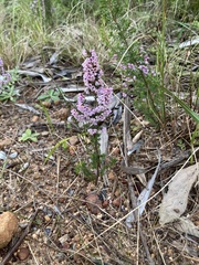 Erica mauritanica