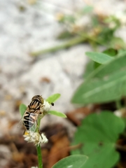Eristalinus megacephalus