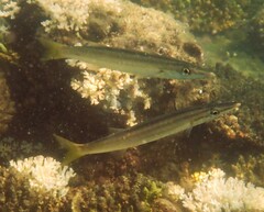 Sphyraena obtusata
