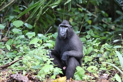 Macaca nigra