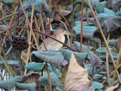 Ixobrychus sinensis
