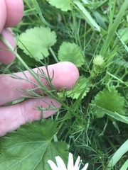 Matricaria chamomilla