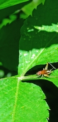 Homoeoxipha lycoides