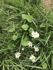 Matricaria chamomilla