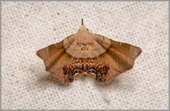 Esthlodora versicolor