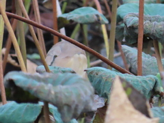 Ixobrychus sinensis