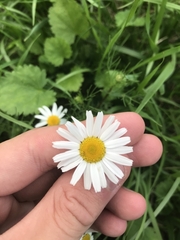 Matricaria chamomilla