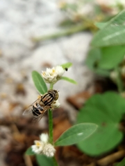 Eristalinus megacephalus
