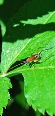 Homoeoxipha lycoides