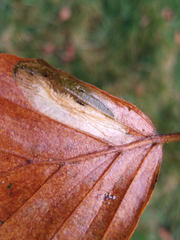 Phyllonorycter maestingella