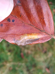 Phyllonorycter maestingella